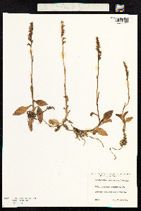 Goodyera repens image