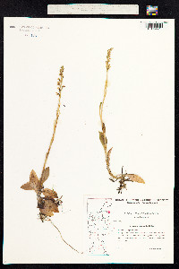 Goodyera repens image