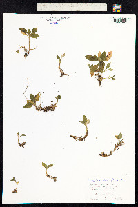 Goodyera repens image