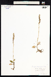 Goodyera repens image