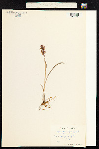 Gymnadenia conopsea image
