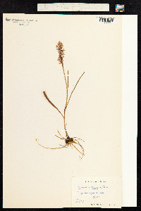 Gymnadenia conopsea image