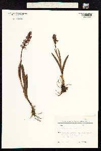 Gymnadenia conopsea image