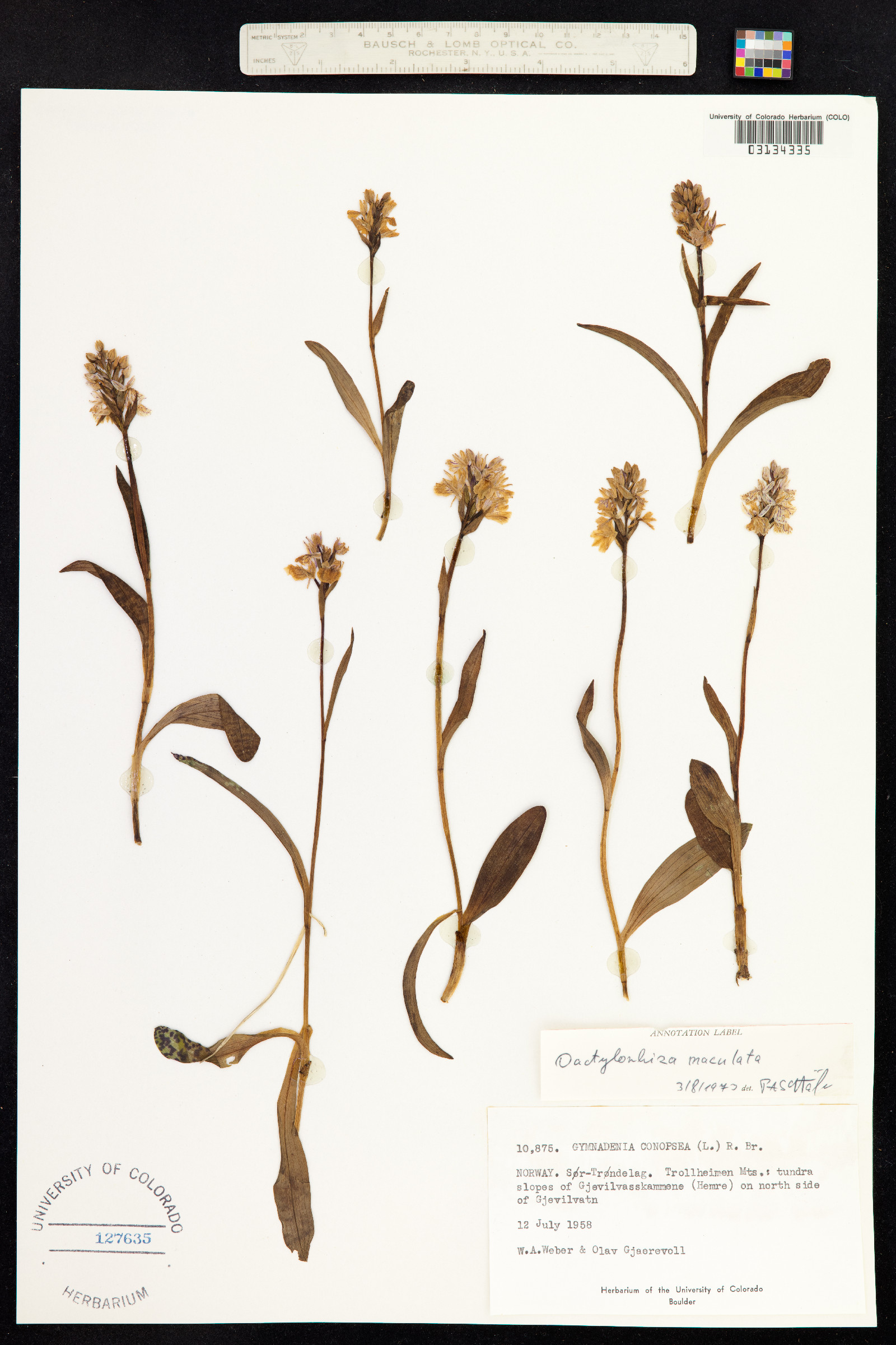Gymnadenia conopsea image