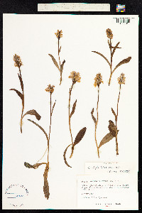 Gymnadenia conopsea image