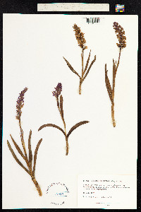 Gymnadenia conopsea image