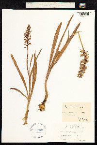 Gymnadenia conopsea image