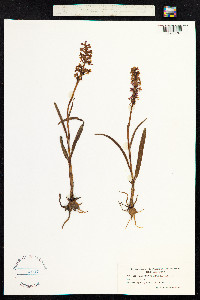 Gymnadenia conopsea image