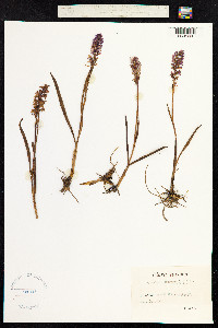 Gymnadenia conopsea image