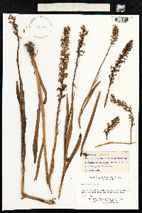 Gymnadenia conopsea image