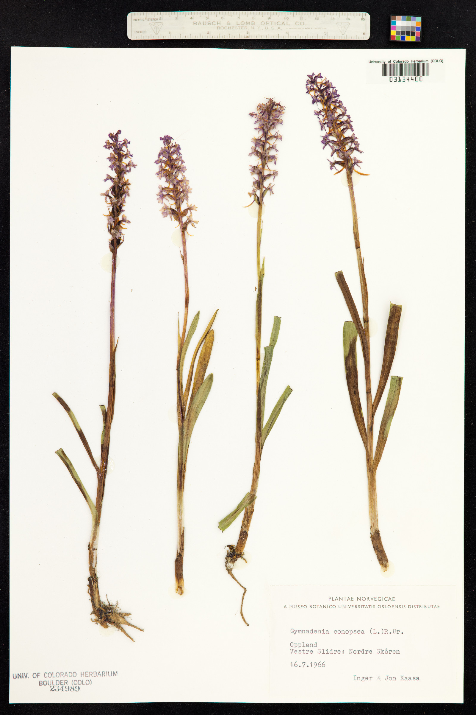 Gymnadenia conopsea image