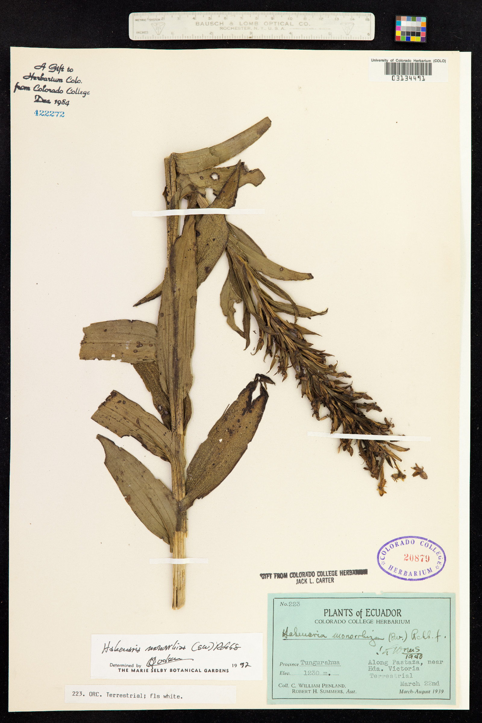 Habenaria monorrhiza image