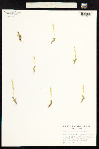 Malaxis paludosa image
