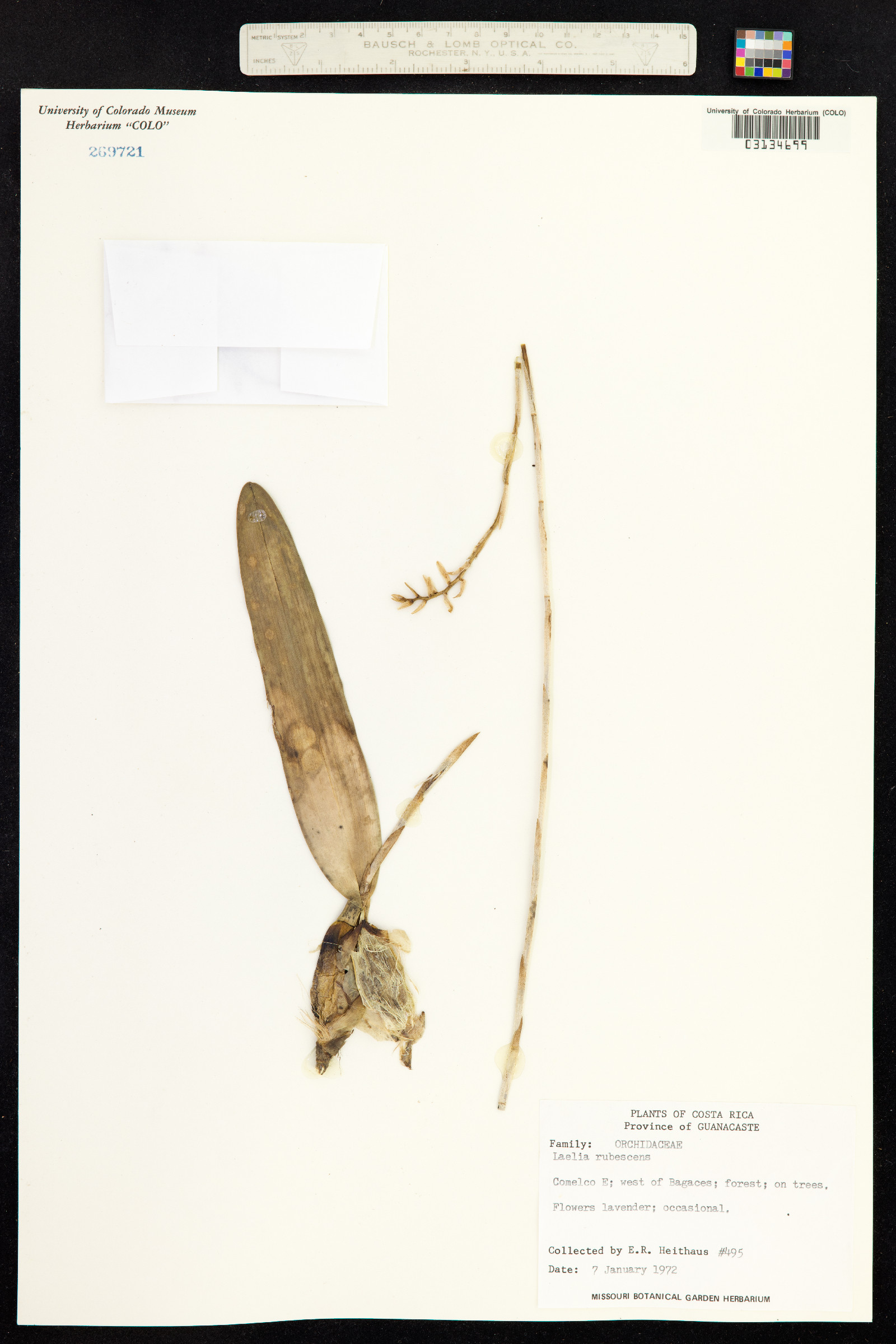 Laelia image
