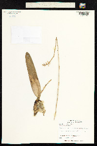 Image of Laelia rubescens