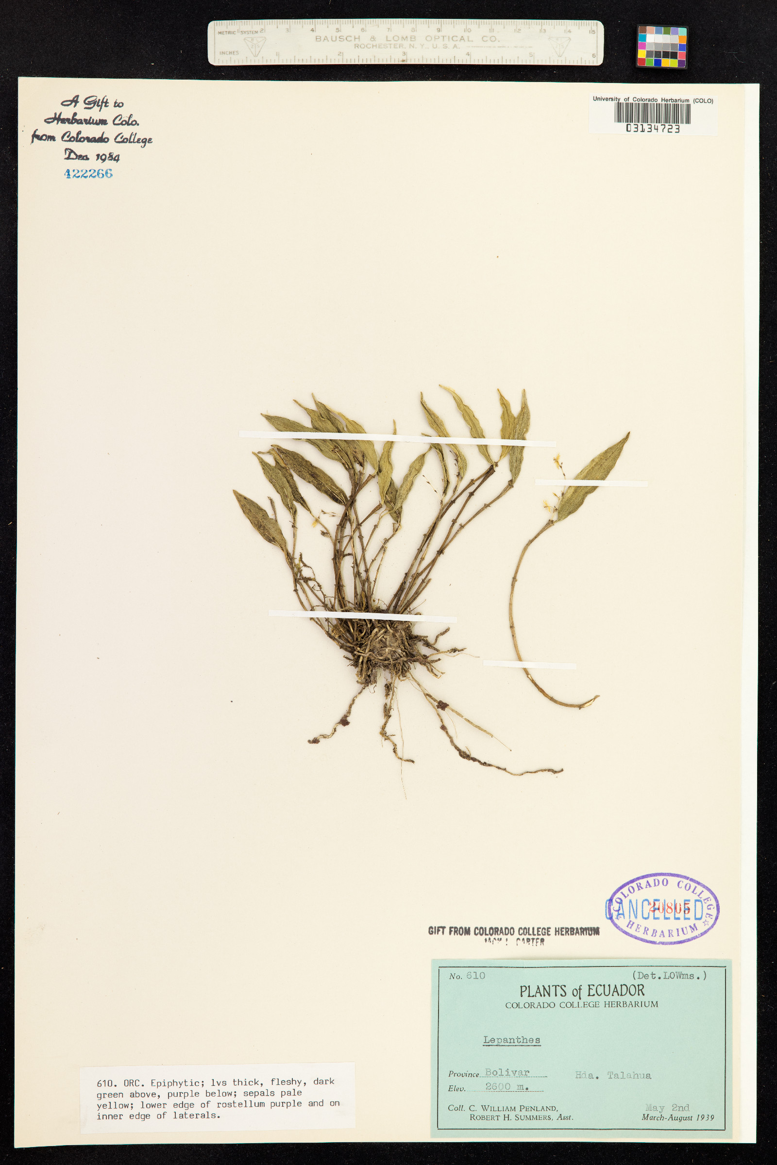 Lepanthes image