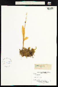 Liparis loeselii image