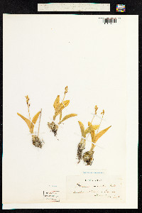 Liparis loeselii image