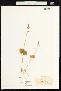 Neottia cordata image