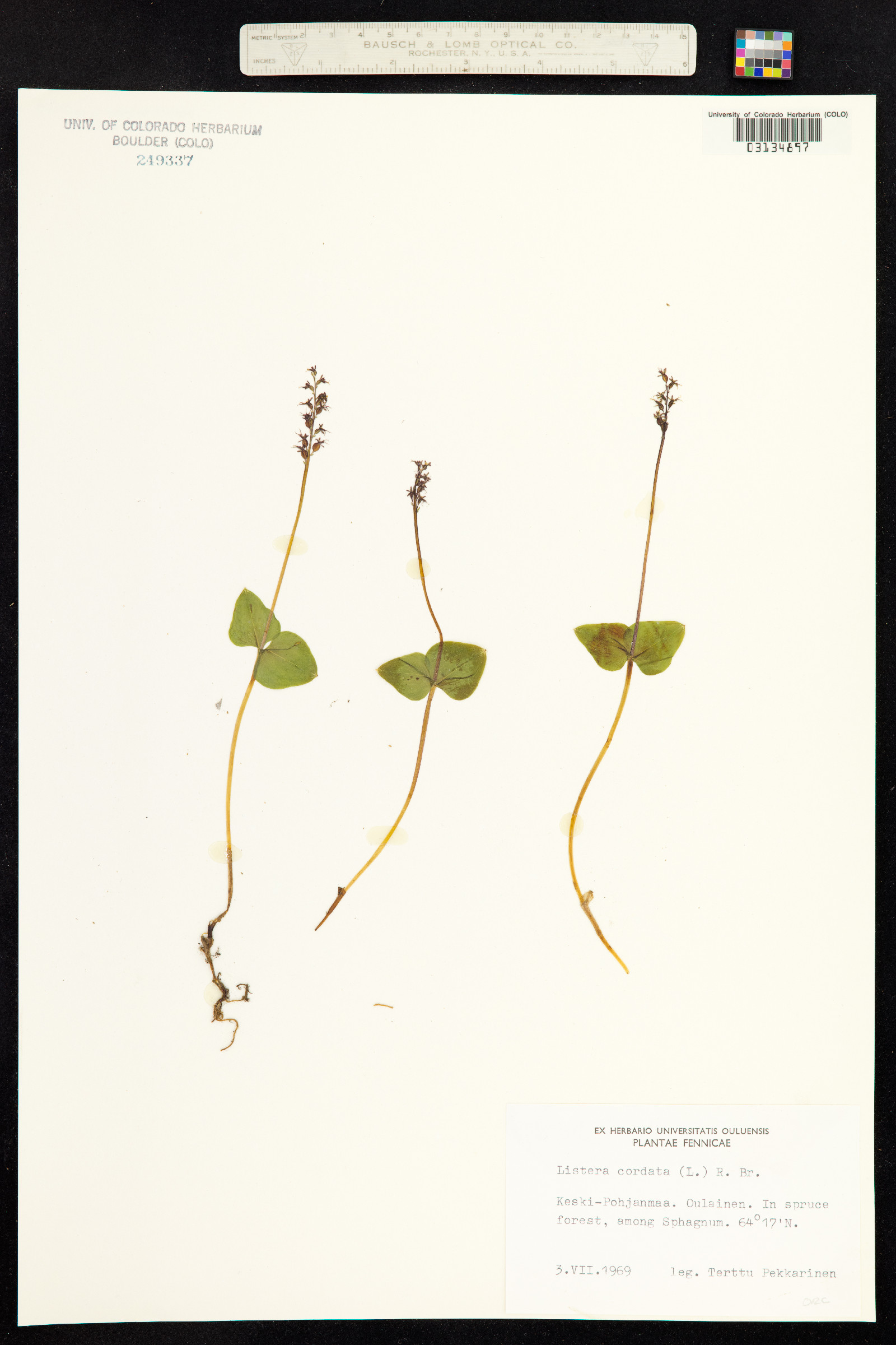 Neottia cordata image