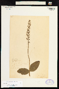 Neottia ovata image