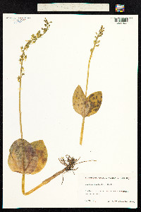 Neottia ovata image