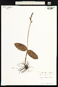 Neottia ovata image