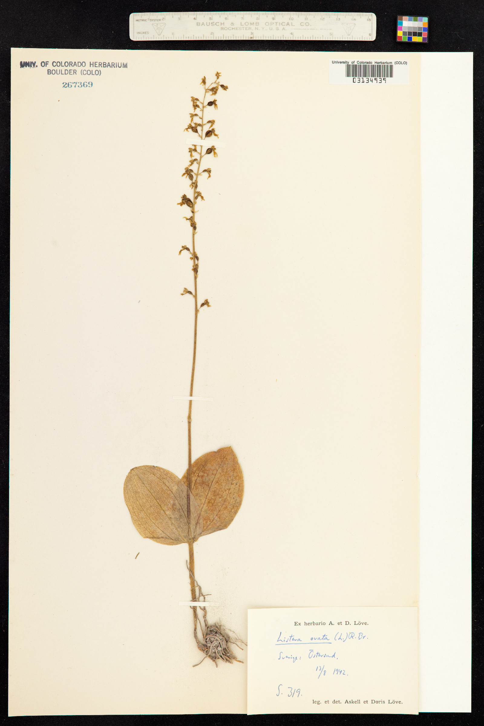 Neottia ovata image