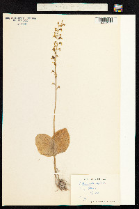 Neottia ovata image