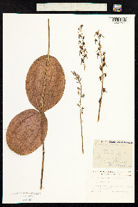 Neottia ovata image