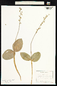 Neottia ovata image