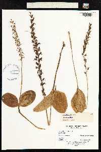 Neottia ovata image