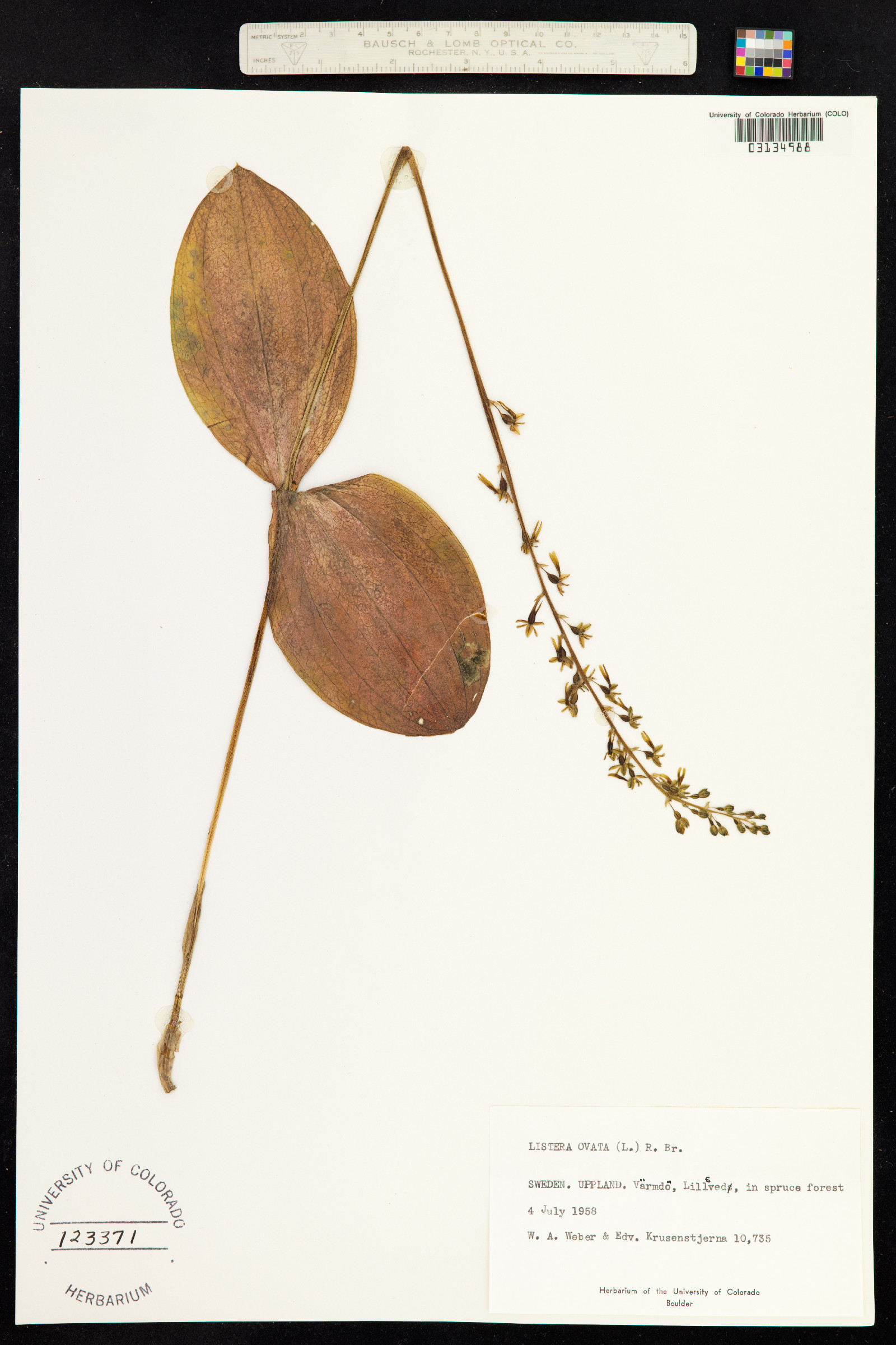Neottia ovata image