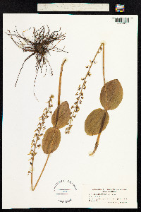 Neottia ovata image