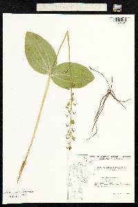 Neottia ovata image