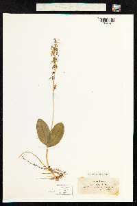 Neottia ovata image