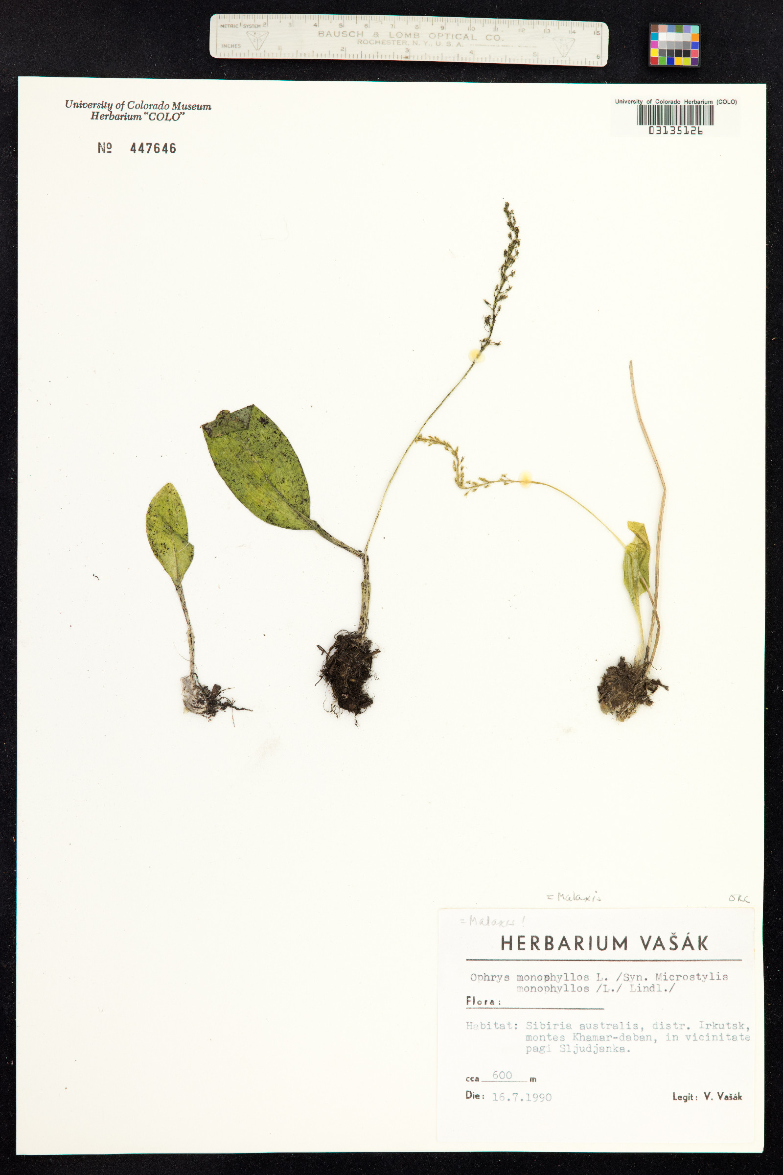 Malaxis monophyllos image
