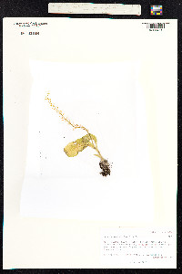 Malaxis monophyllos image