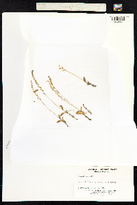 Malaxis paludosa image