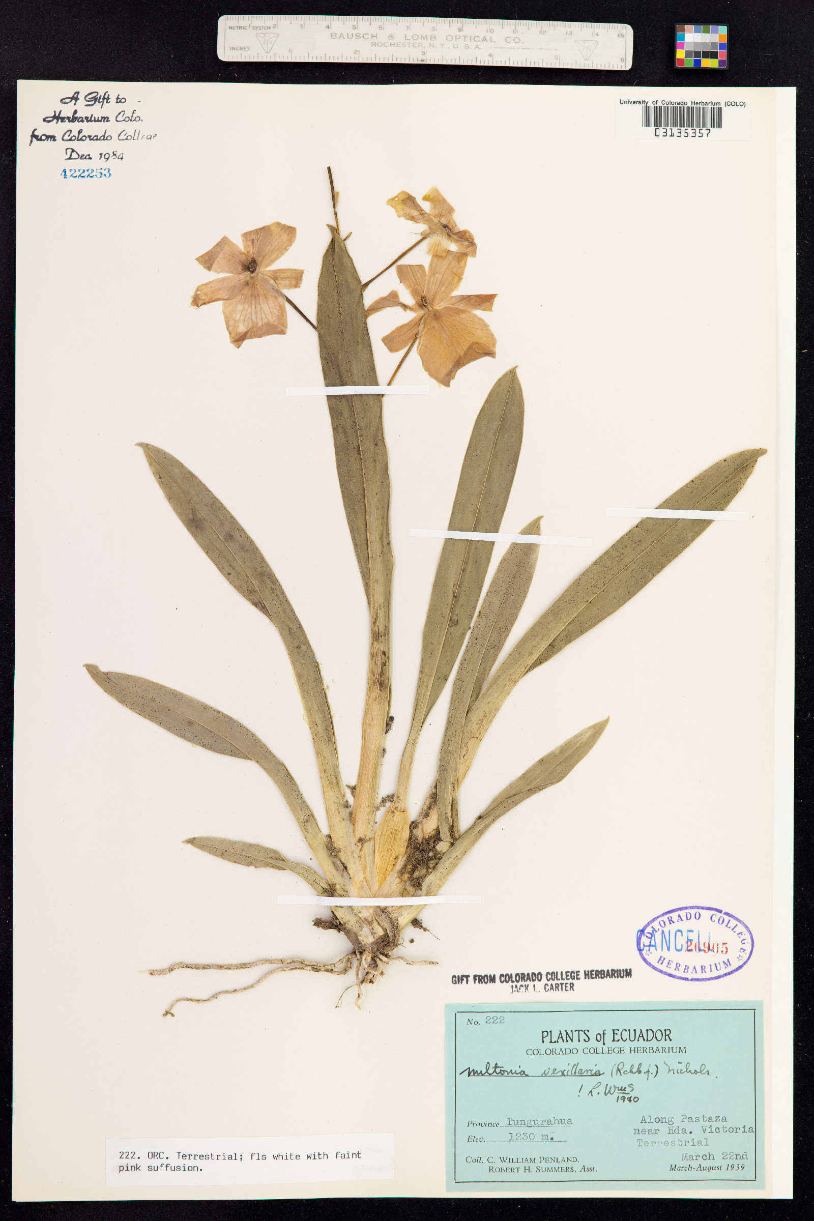 Miltoniopsis image