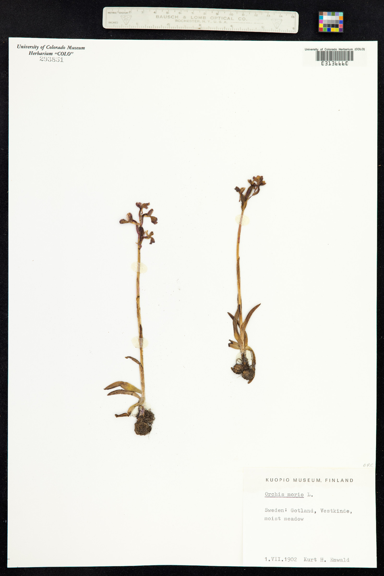 Orchis image