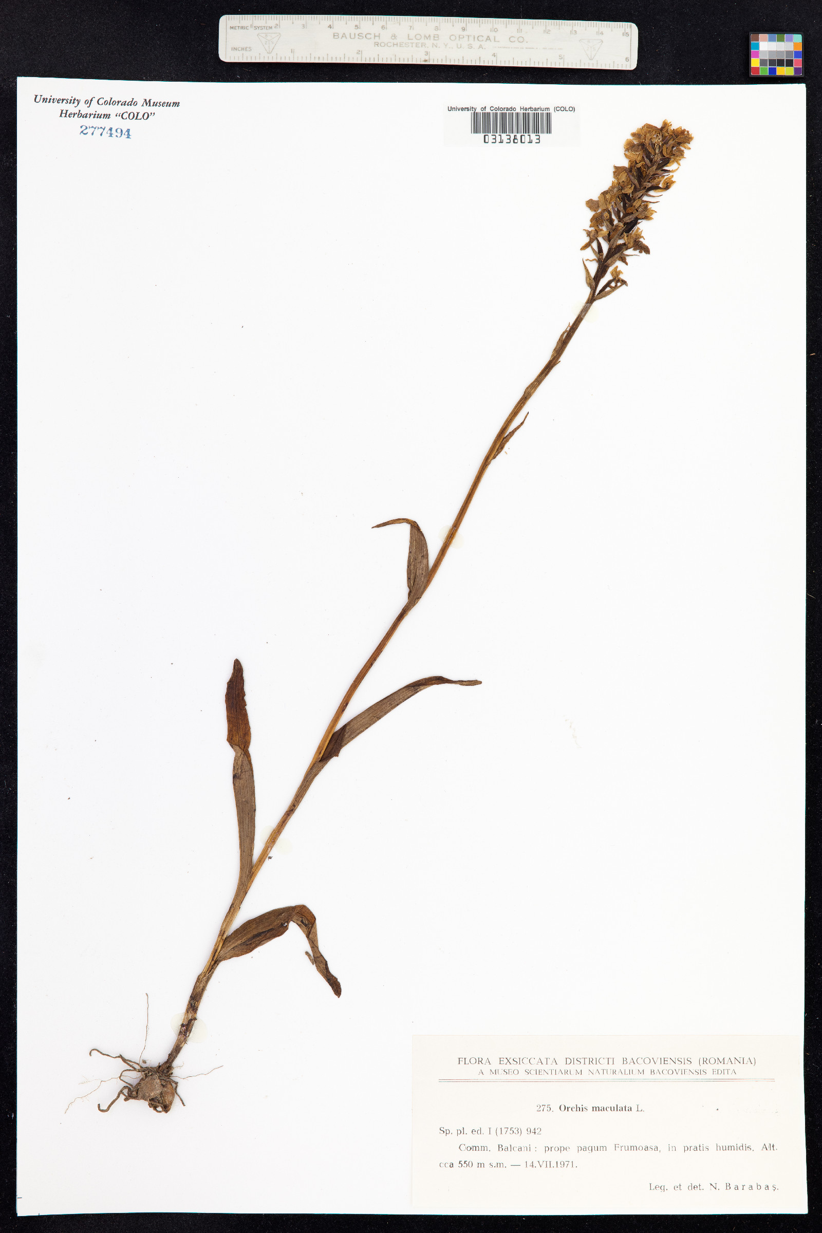 Dactylorhiza maculata image