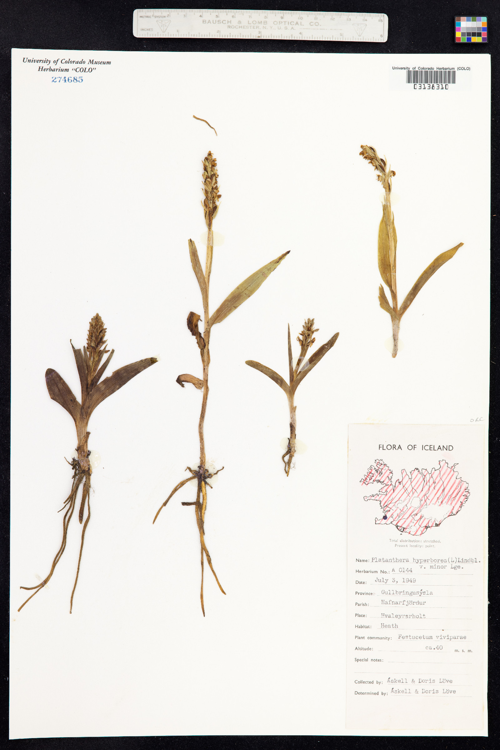 Platanthera hyperborea image