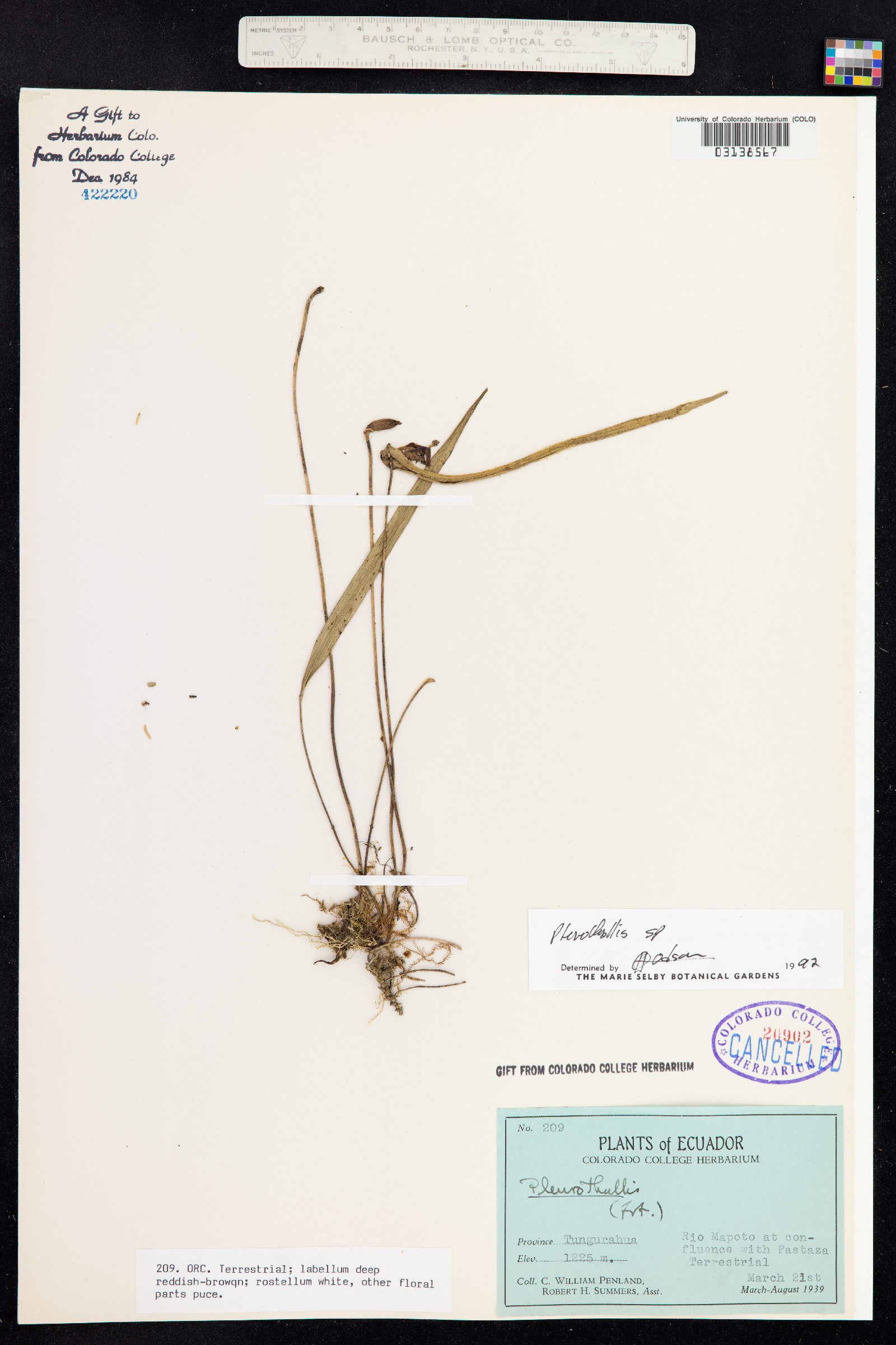 Pleurothallis image