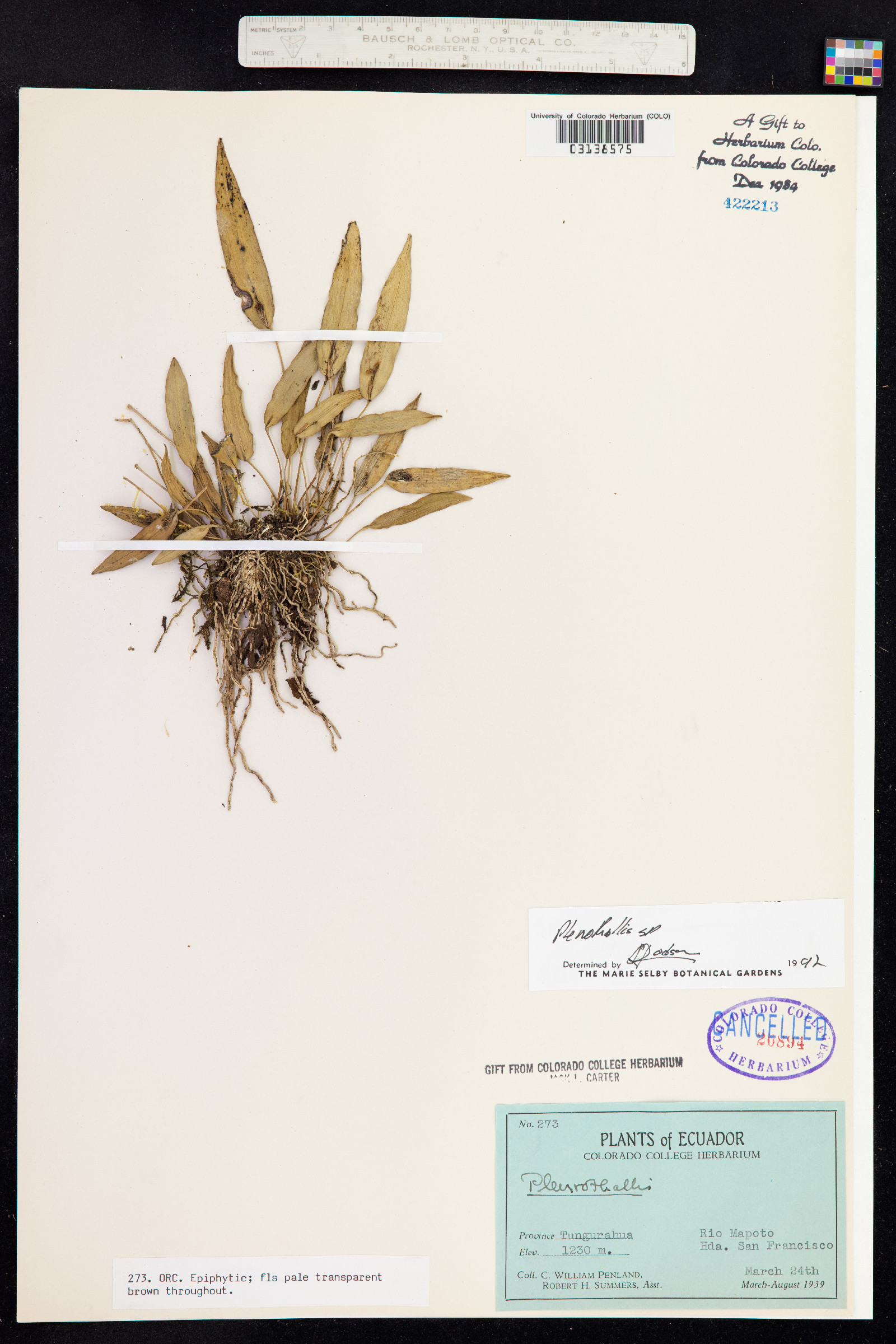 Pleurothallis image
