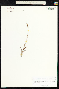 Spiranthes vernalis image