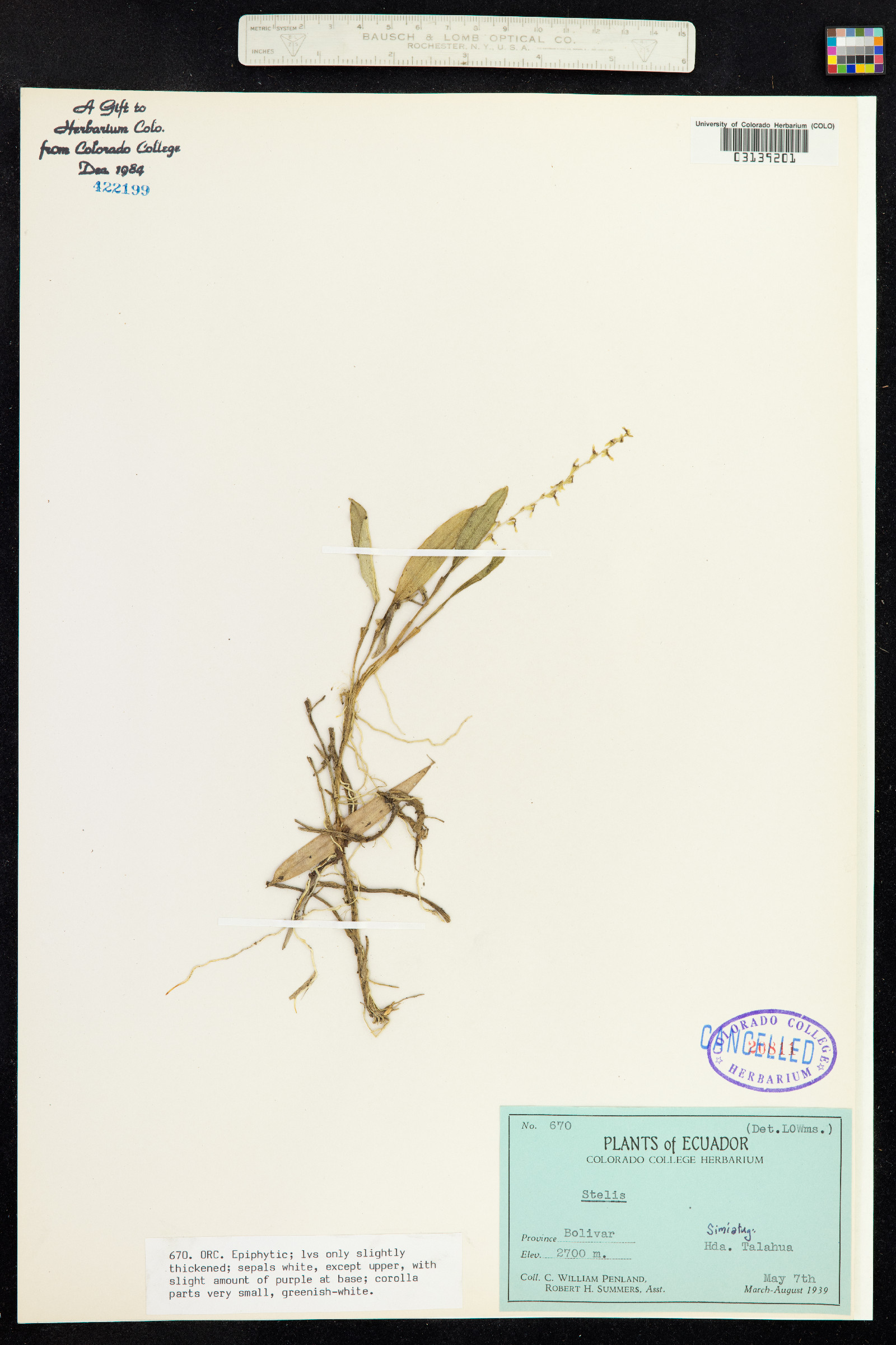 Stelis image