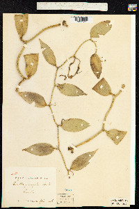 Image of Vanilla planifolia