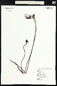 Aeginetia indica image