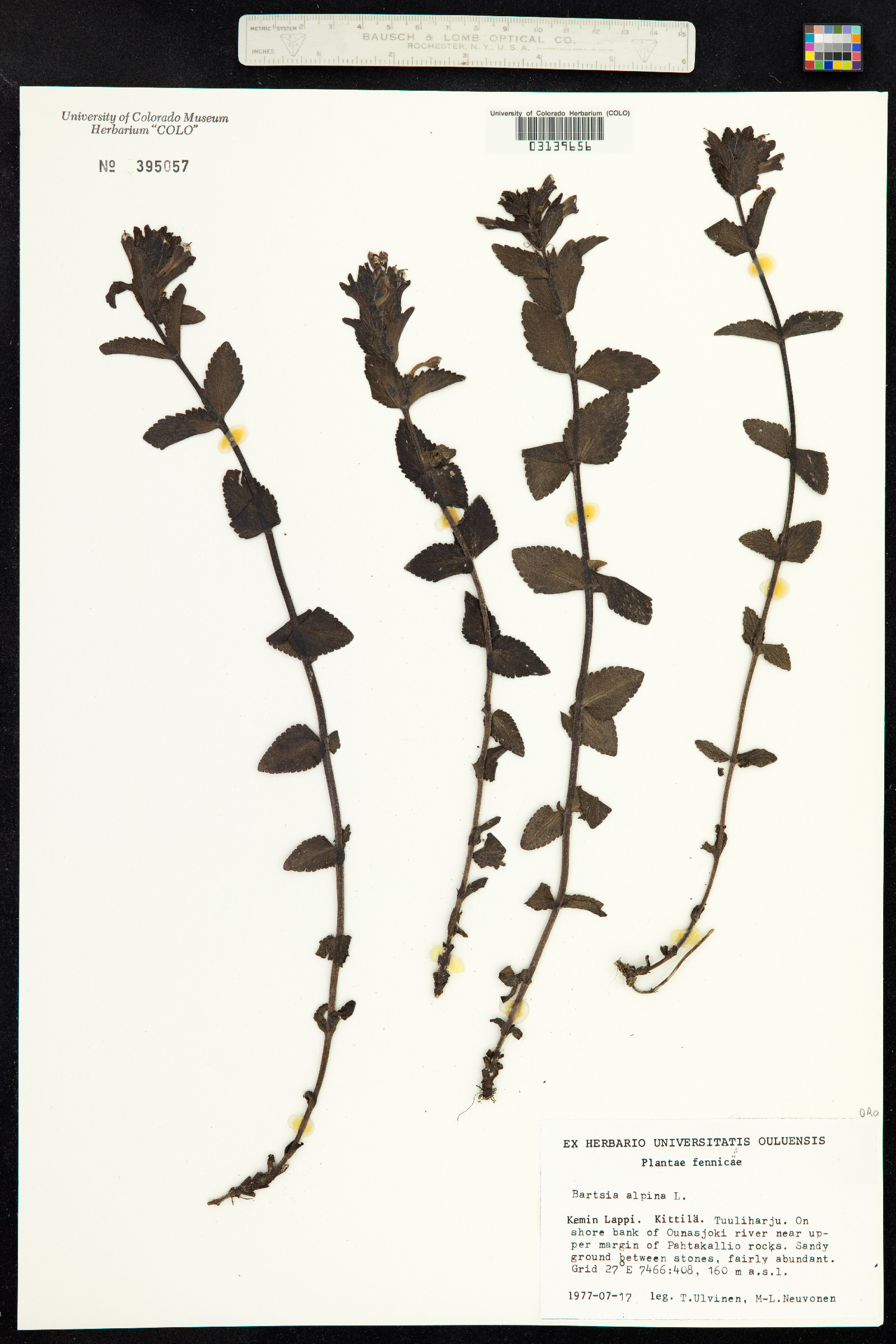 Bartsia image